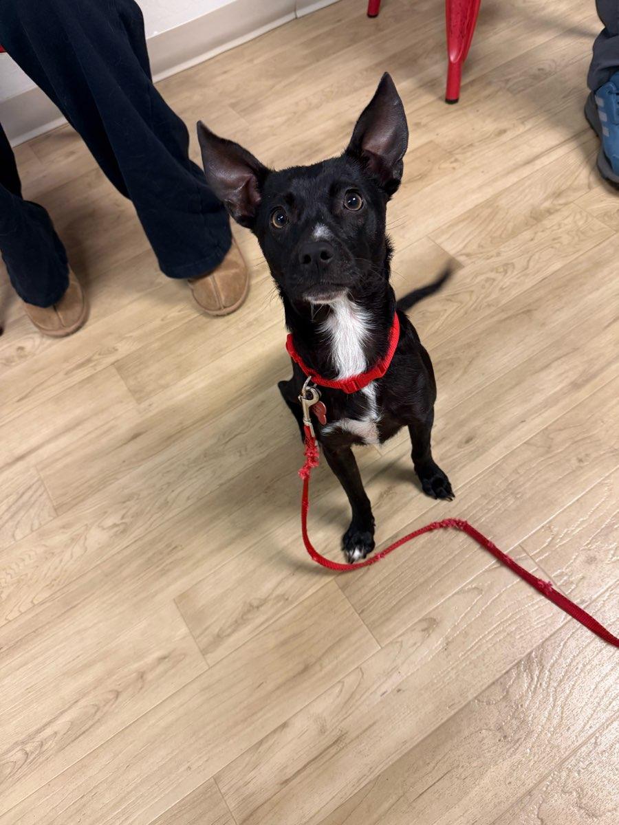 Enlarge 26Summit, a ADOPTABLE mixed breed in Shingle Springs, CA image 3/6