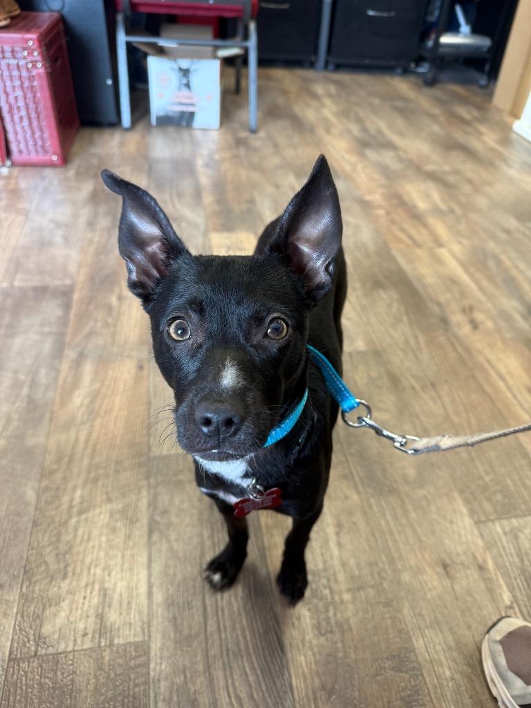 Enlarge 26Summit, a ADOPTABLE mixed breed in Shingle Springs, CA image 2/5