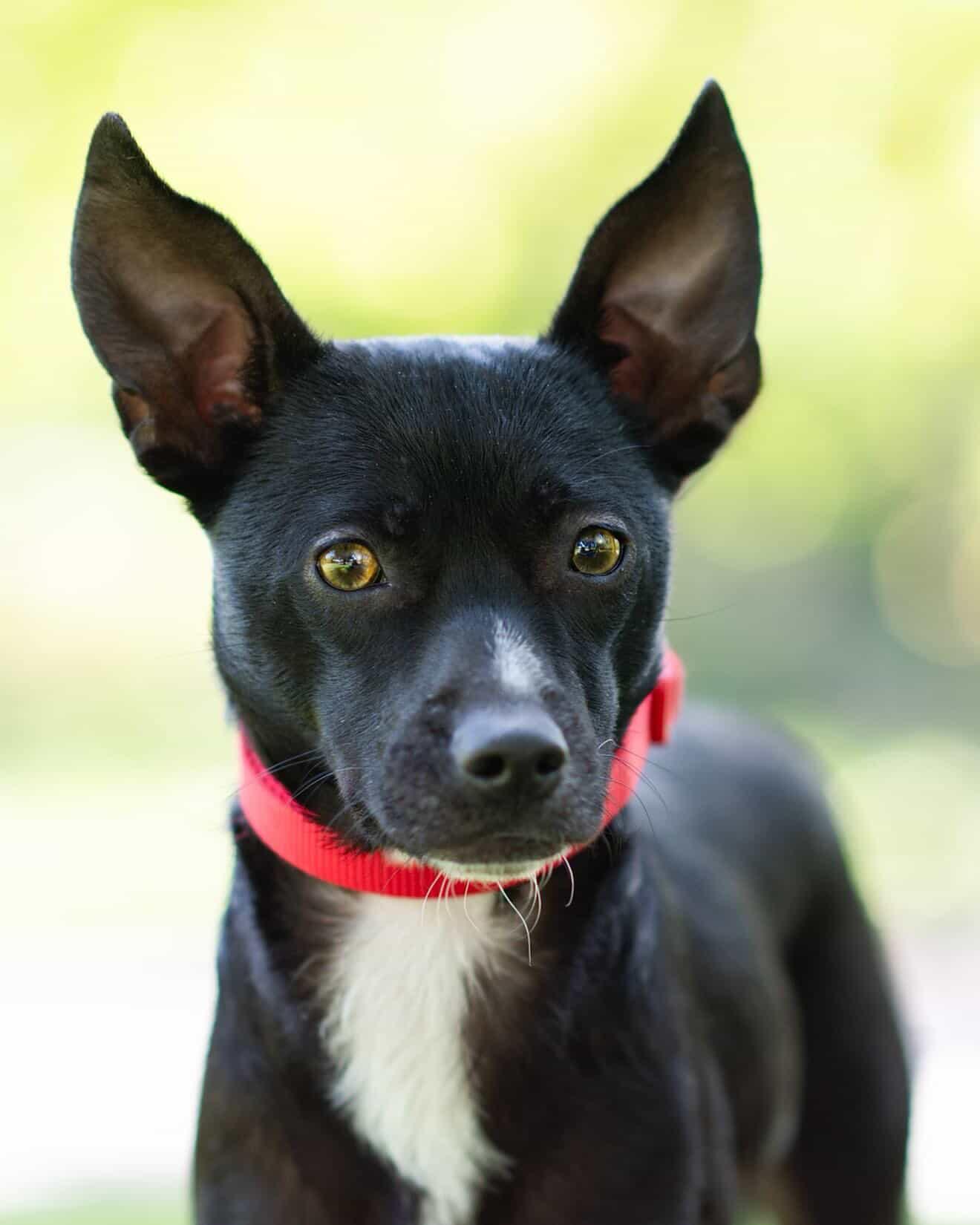 Enlarge 26Summit, a ADOPTABLE mixed breed in Shingle Springs, CA image 5/6