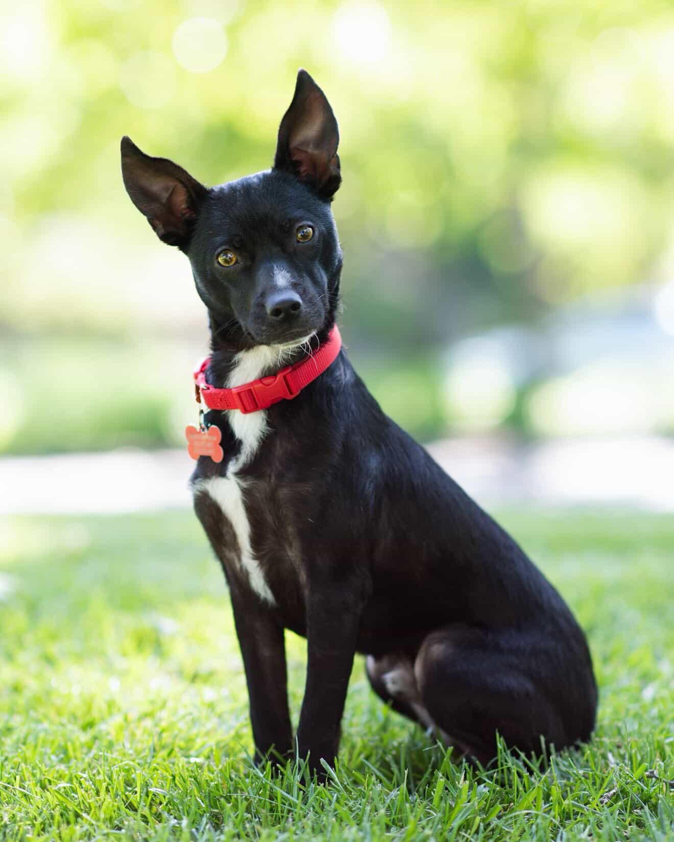 26Summit, ADOPTABLE, Adult Male Chihuahua.