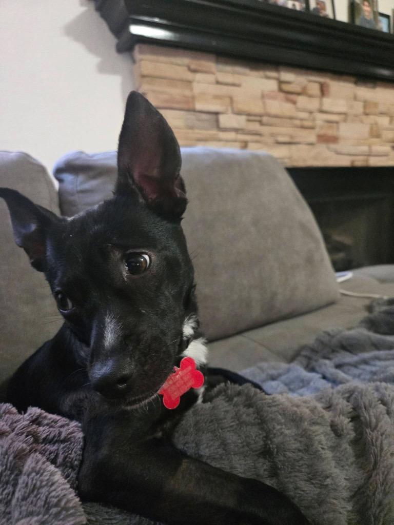 Enlarge 26Summit, a ADOPTABLE mixed breed in Shingle Springs, CA image 1/5