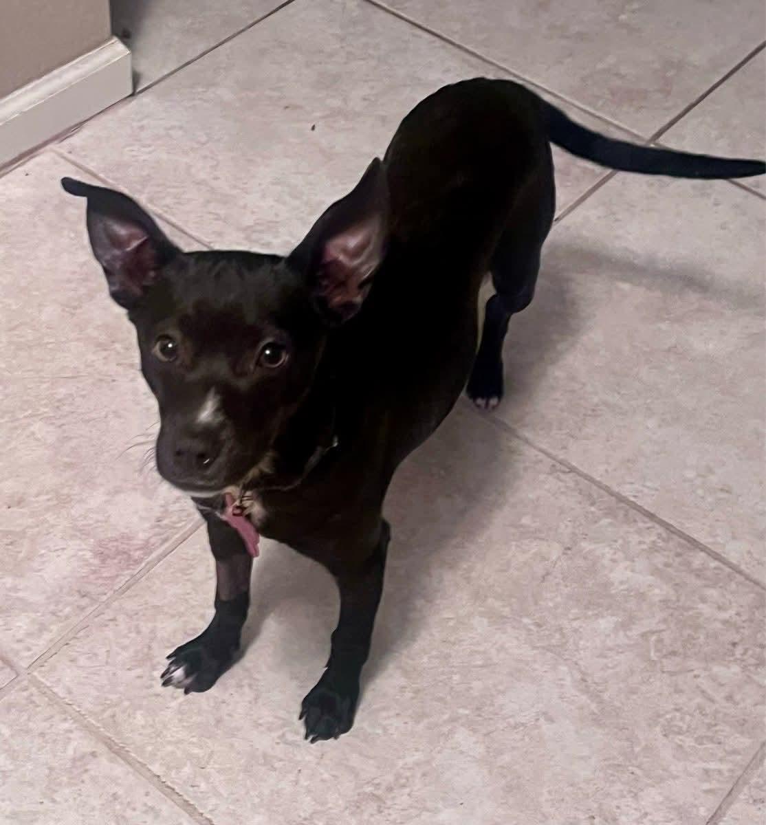 Enlarge 26Summit, a ADOPTABLE mixed breed in Shingle Springs, CA image 1/3