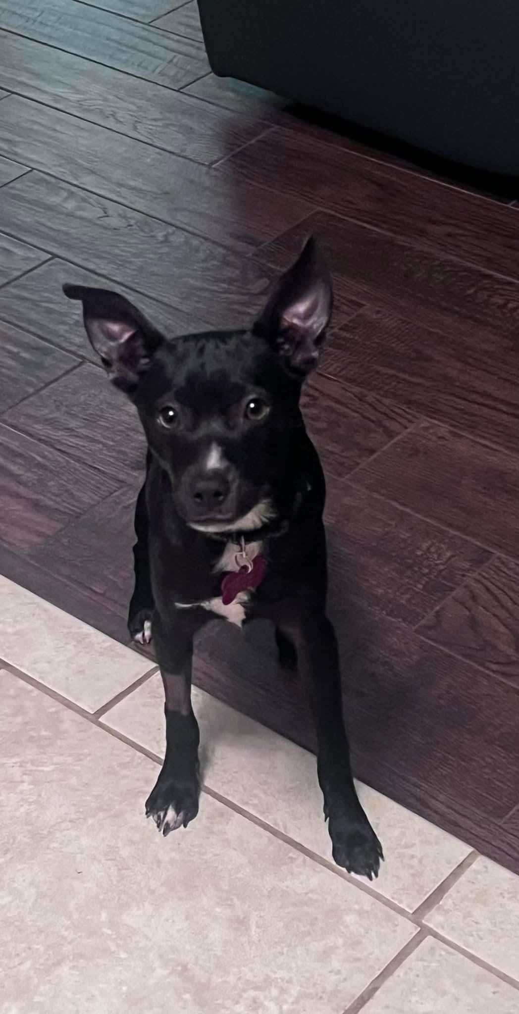 Enlarge 26Summit, a ADOPTABLE mixed breed in Shingle Springs, CA image 3/3