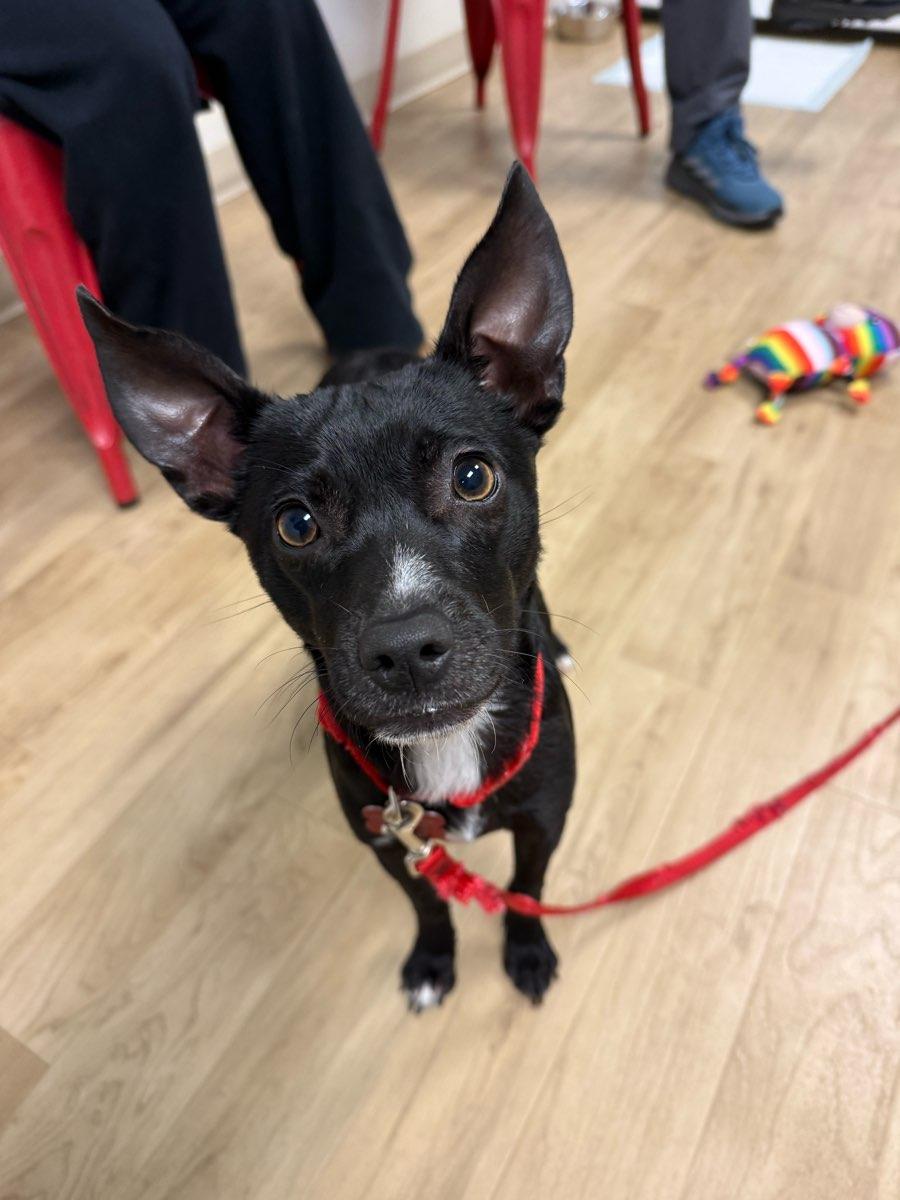 Enlarge 26Summit, a ADOPTABLE mixed breed in Shingle Springs, CA image 6/6