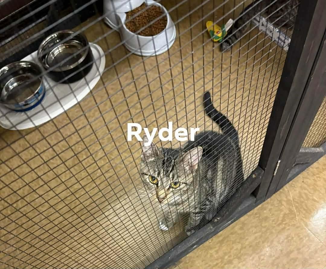 Ryder, Adopted, Kitten Male American Shorthair.