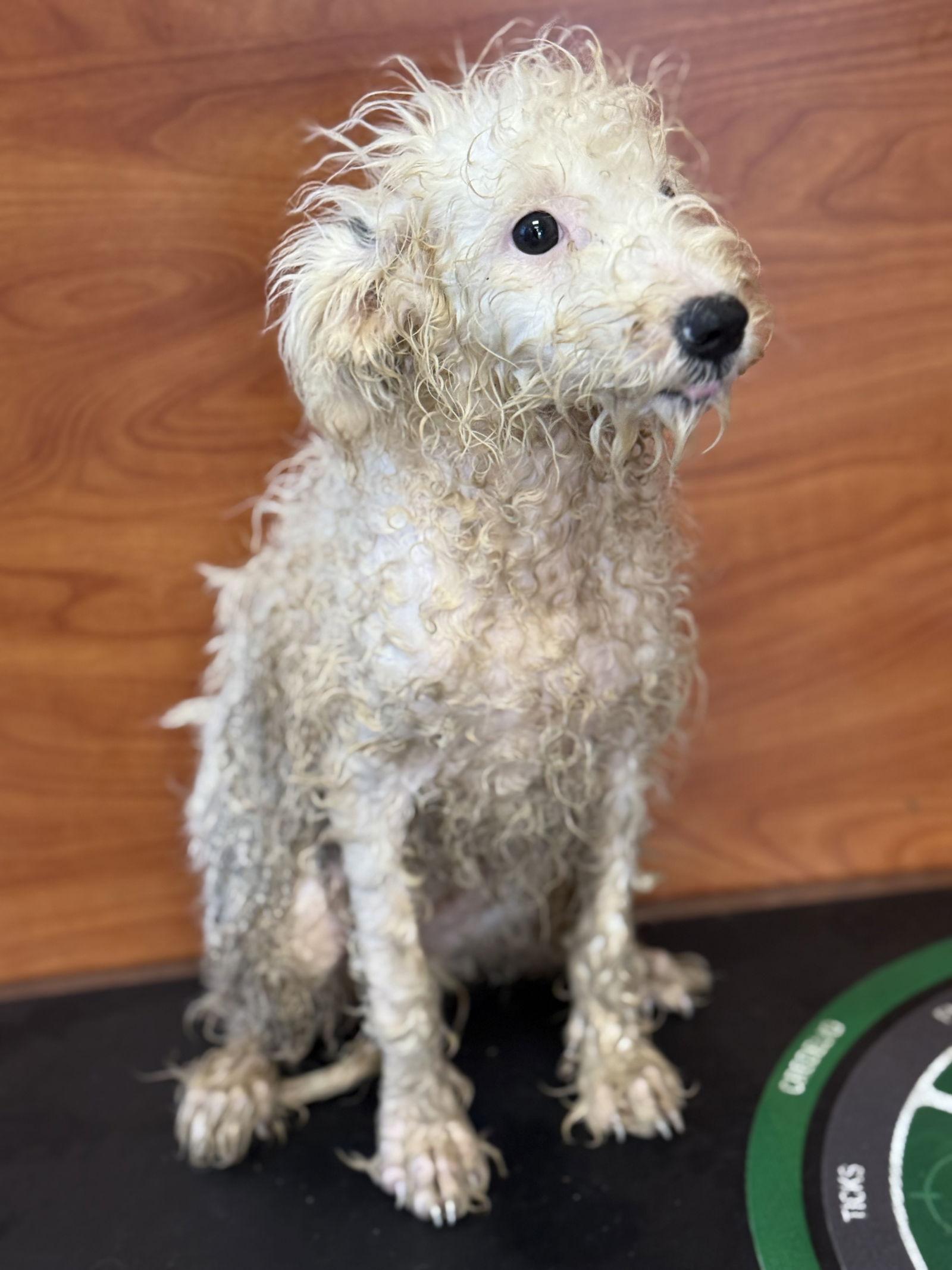 Enlarge Frosty, a Adoptable mixed breed in Valrico, FL image 1/2