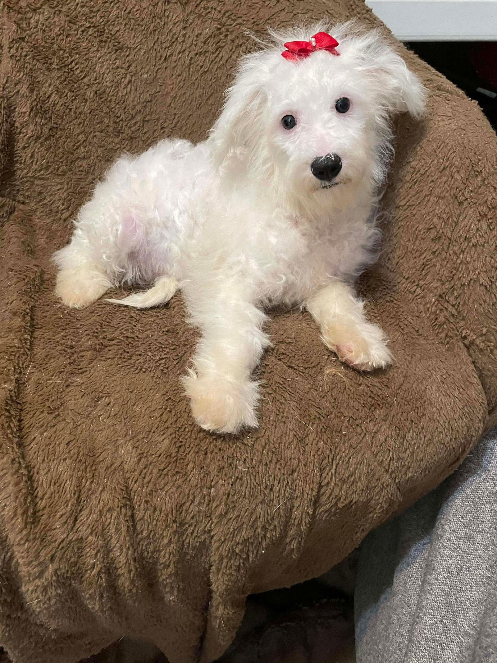 Enlarge Frosty, a Adoptable mixed breed in Valrico, FL image 2/2