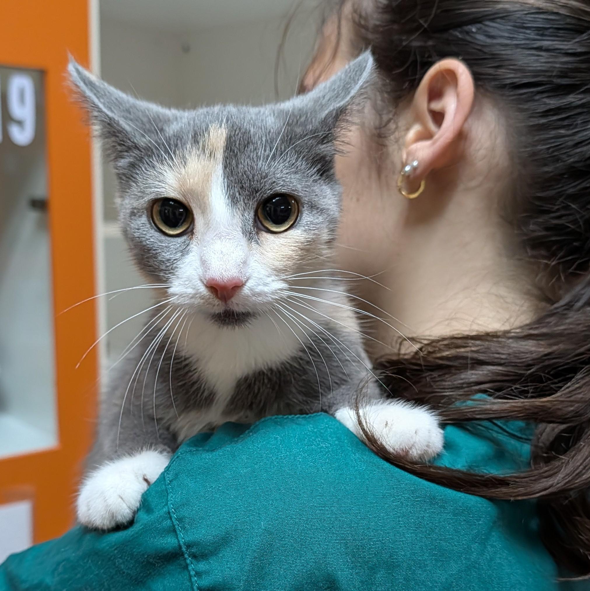 Enlarge Willow, a Adoptable Domestic Short Hair in Accident, MD image 2/5