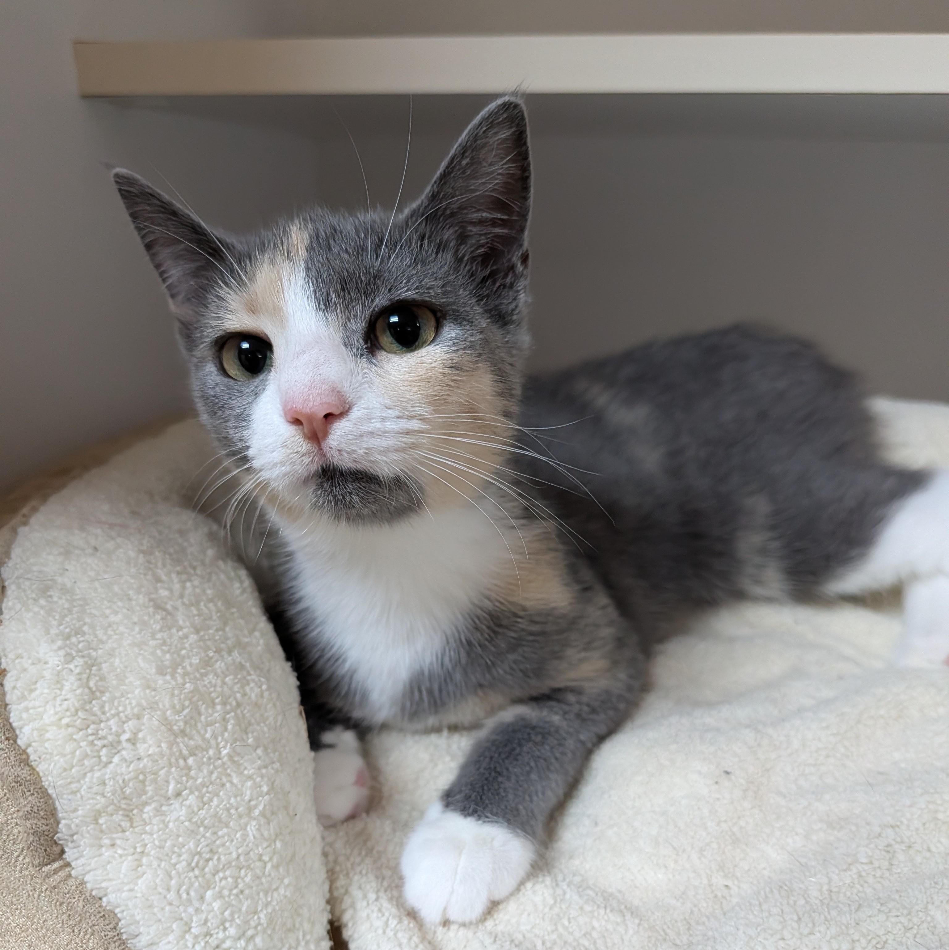Willow, Adoptable, Young Female Domestic Short Hair.