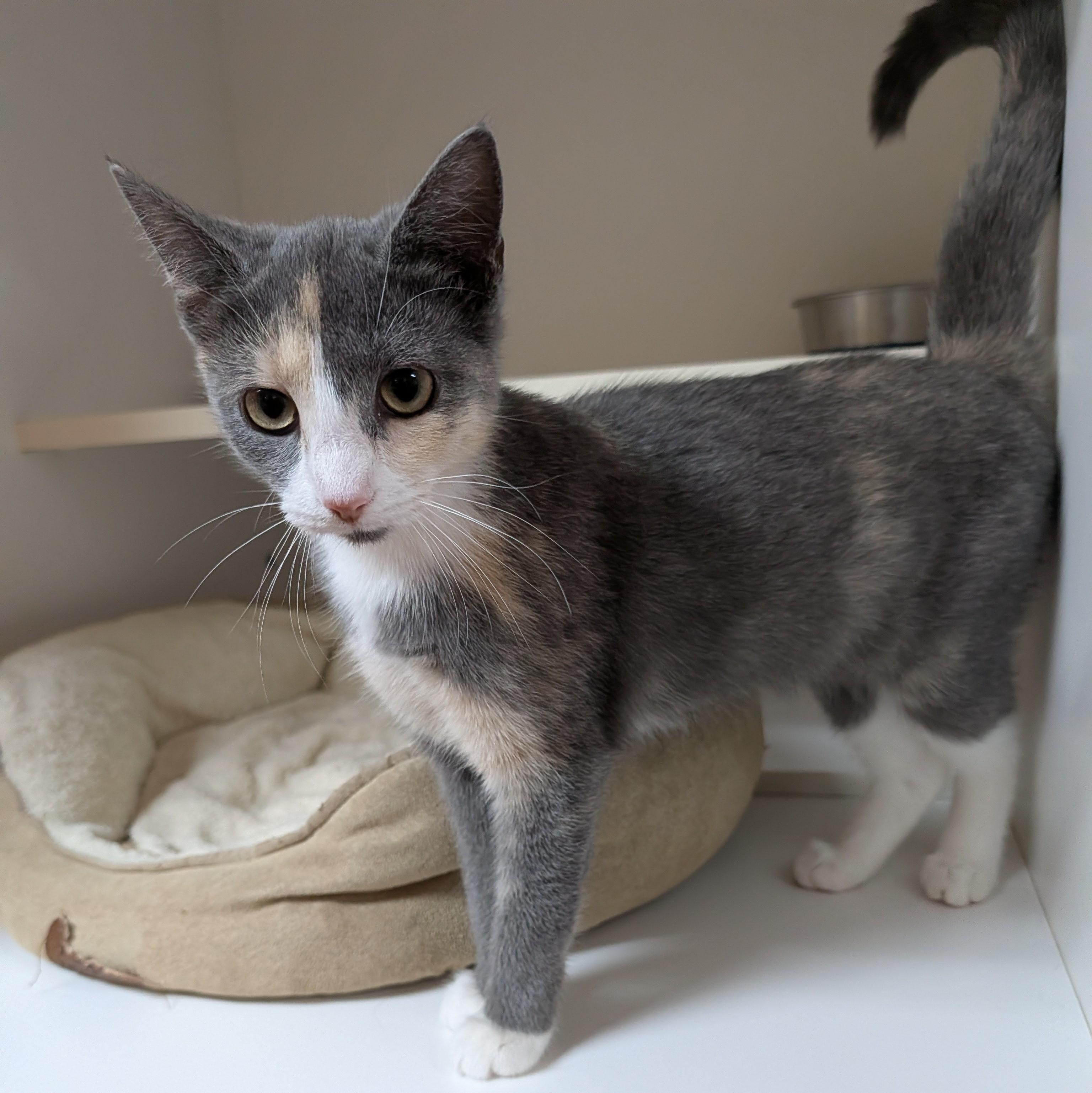 Enlarge Willow, a Adoptable Domestic Short Hair in Accident, MD image 3/5