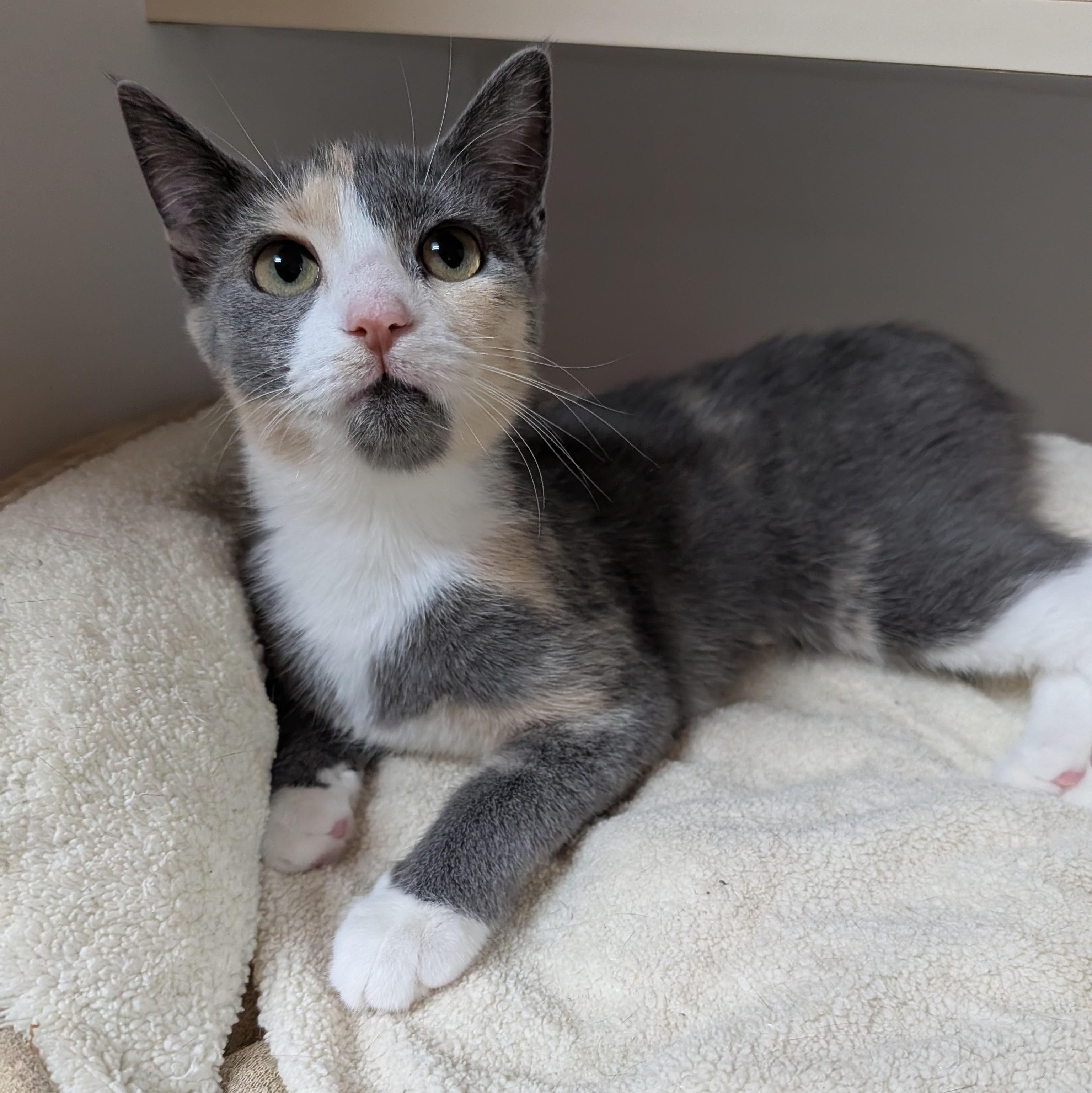 Enlarge Willow, a Adoptable Domestic Short Hair in Accident, MD image 4/5