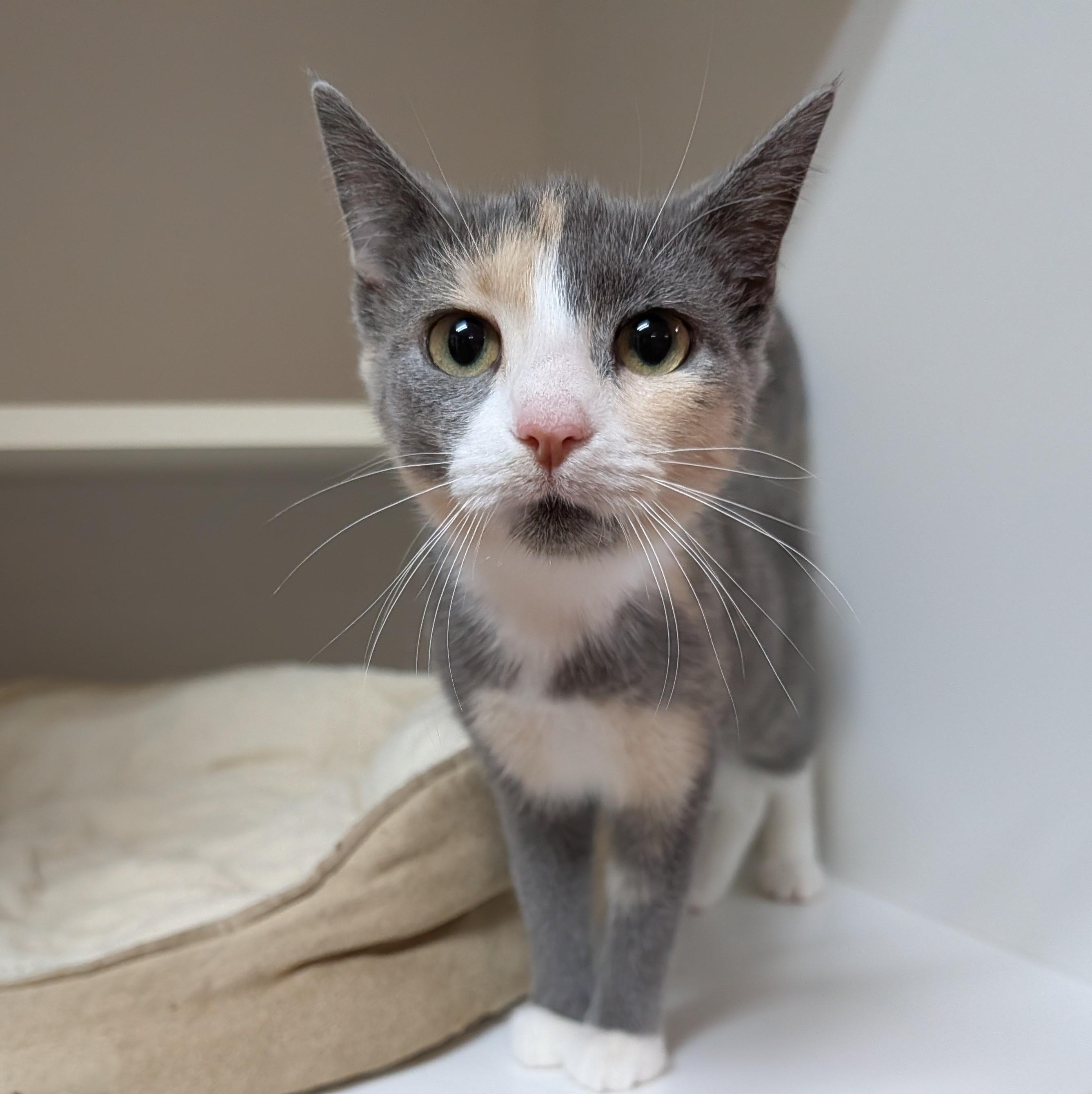Enlarge Willow, a Adoptable Domestic Short Hair in Accident, MD image 5/5
