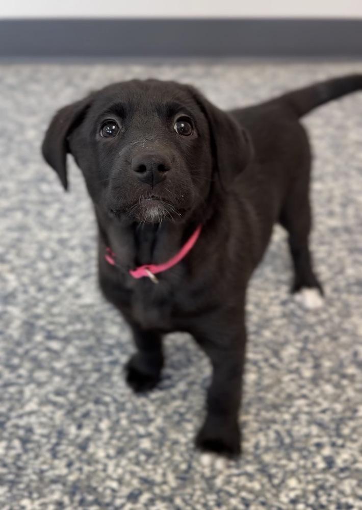 Rosie, Adoptable, Puppy Female Labrador Retriever & Australian Shepherd.