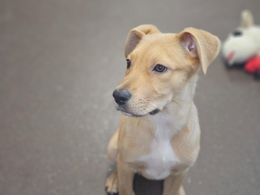 Enlarge Teresa, a Adoptable mixed breed in Port Jervis, NY image 1/5