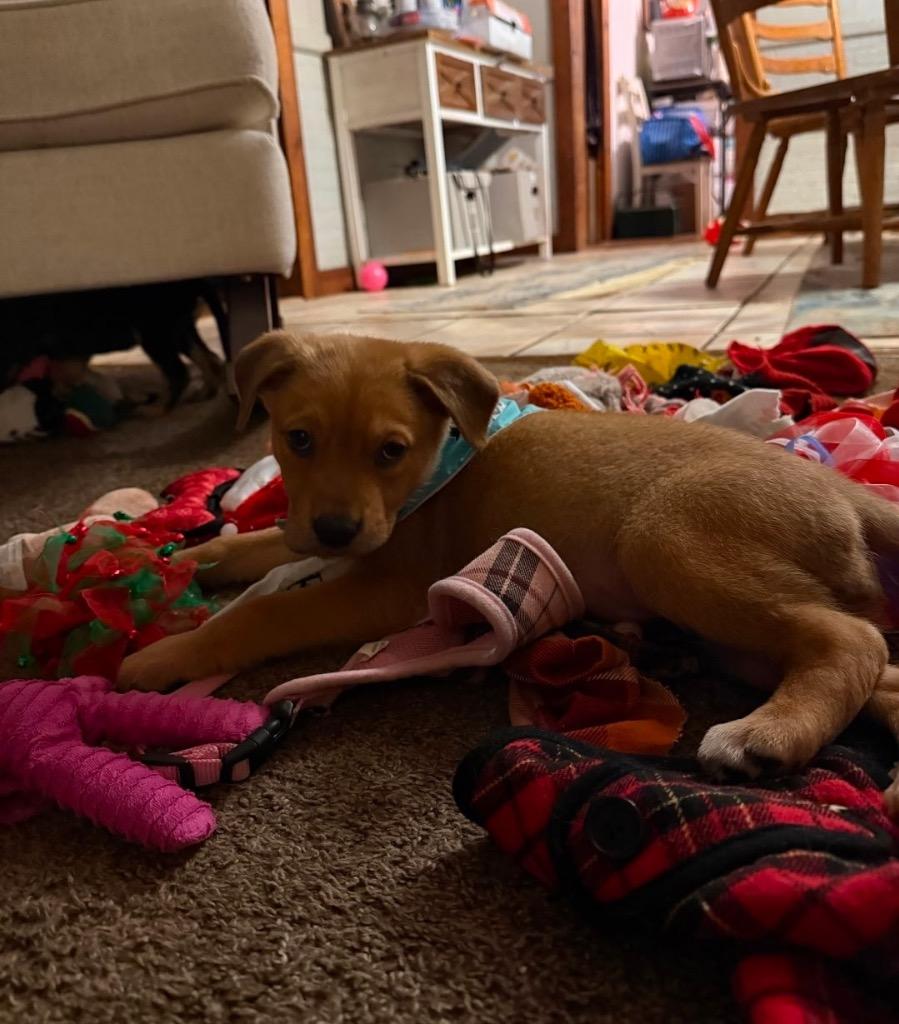 Enlarge Teresa, a Adoptable mixed breed in Port Jervis, NY image 2/5