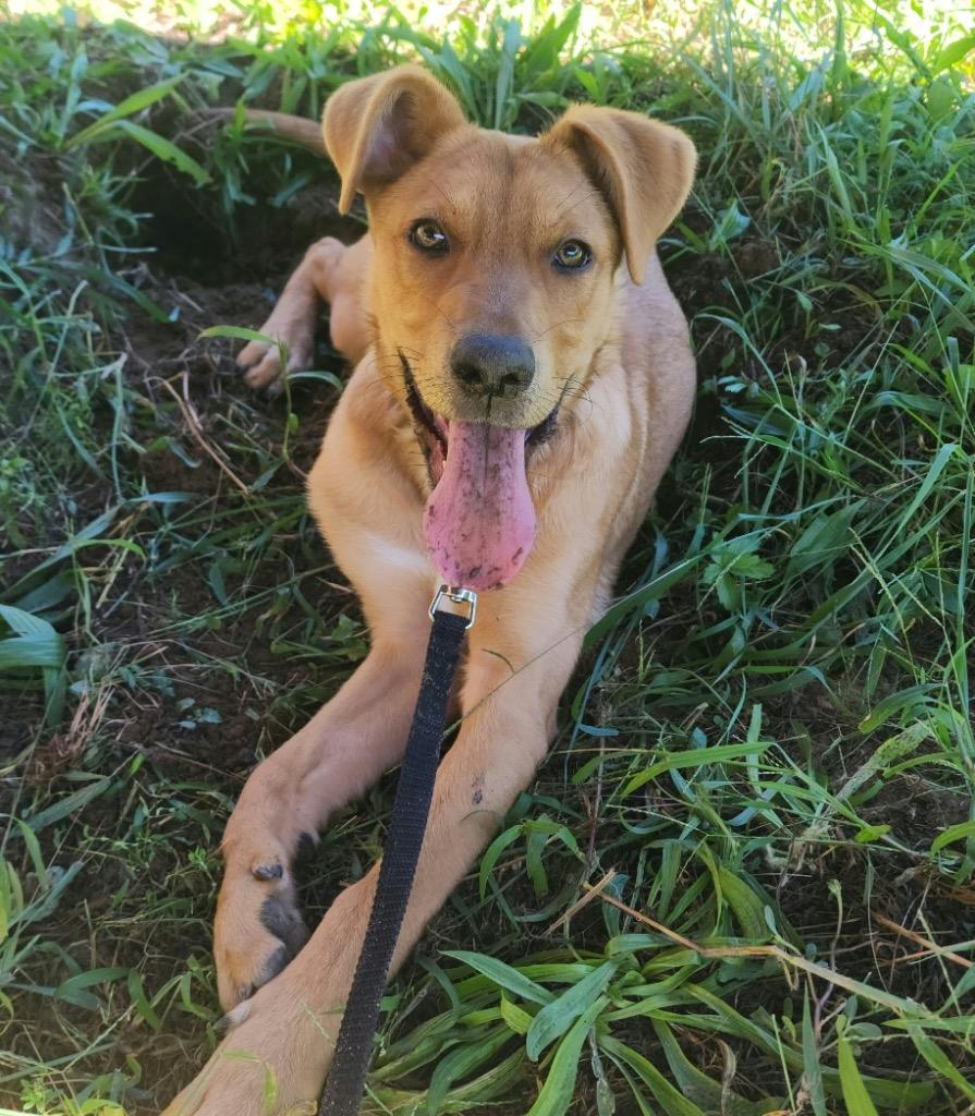 Enlarge Teresa, a Adoptable mixed breed in Port Jervis, NY image 3/6
