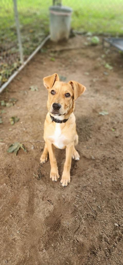 Enlarge Teresa, a Adoptable mixed breed in Port Jervis, NY image 4/6