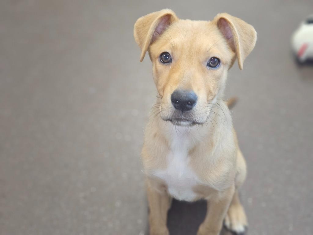 Enlarge Teresa, a Adoptable mixed breed in Port Jervis, NY image 3/5