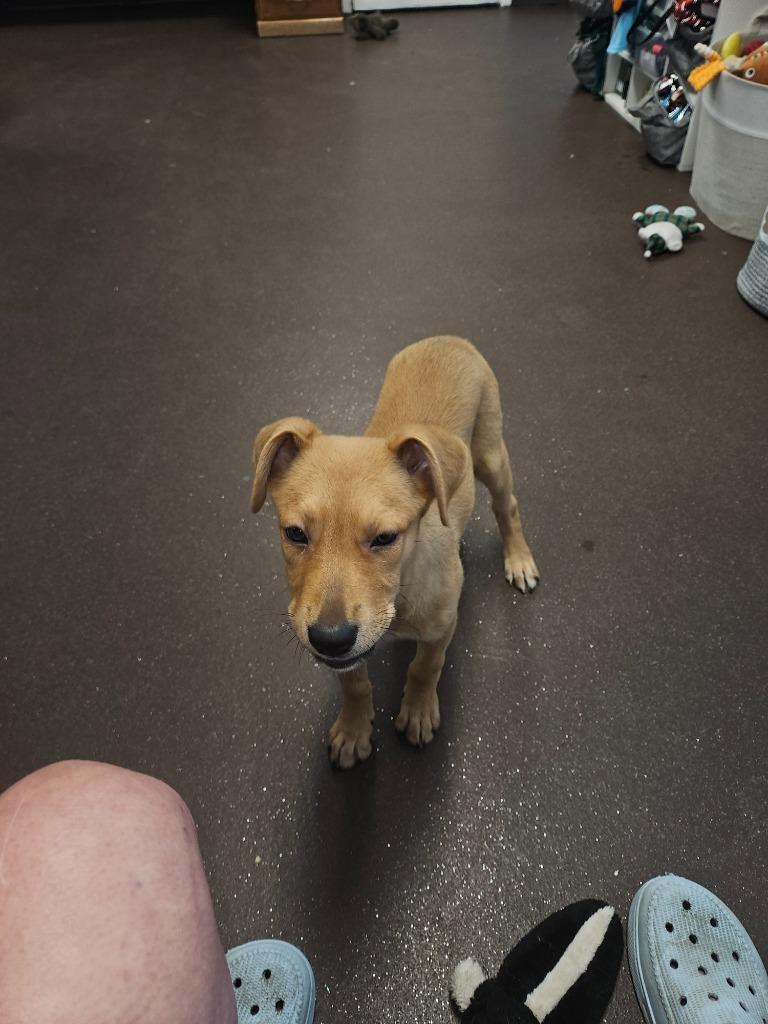 Enlarge Teresa, a Adoptable mixed breed in Port Jervis, NY image 4/5