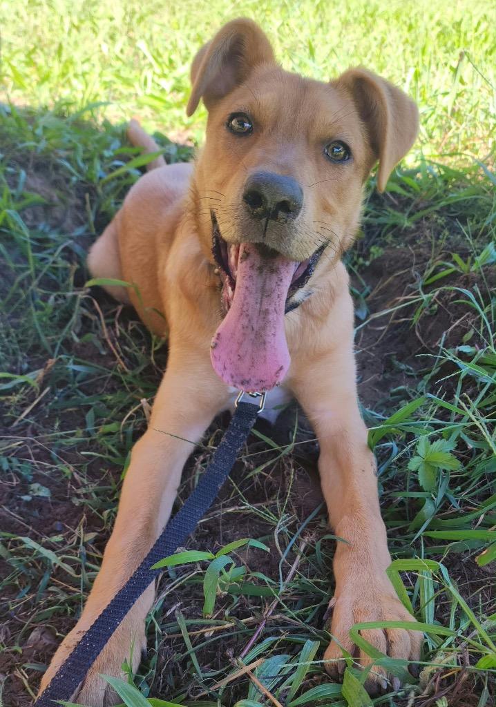 Enlarge Teresa, a Adoptable mixed breed in Port Jervis, NY image 6/6