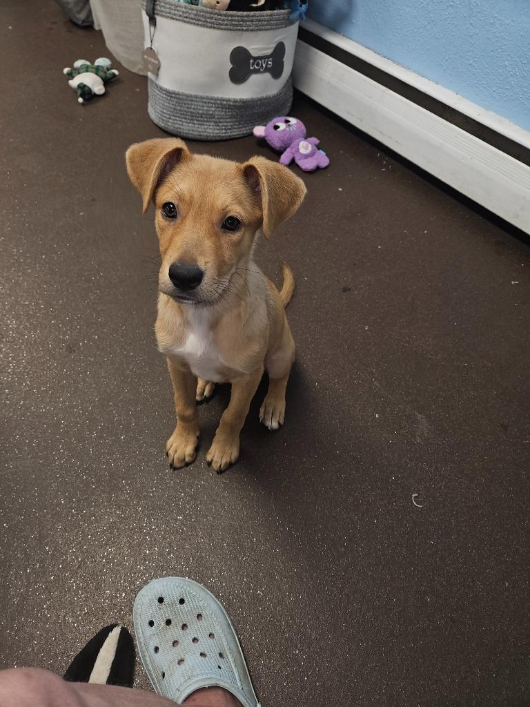 Enlarge Teresa, a Adoptable mixed breed in Port Jervis, NY image 5/5