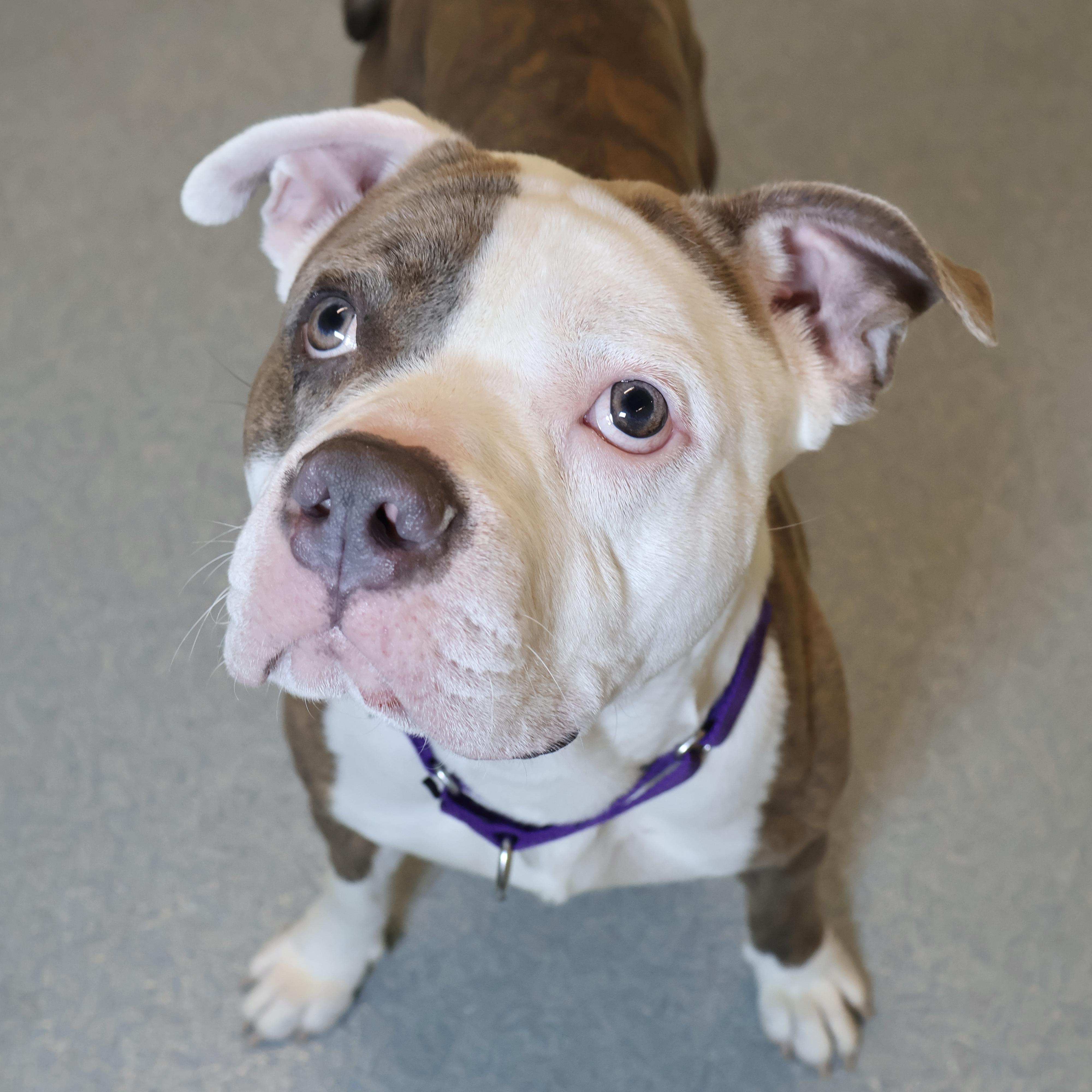 Mighty Mouse , a Adoptable American Staffordshire Terrier in Briarcliff Manor, NY image 2/5