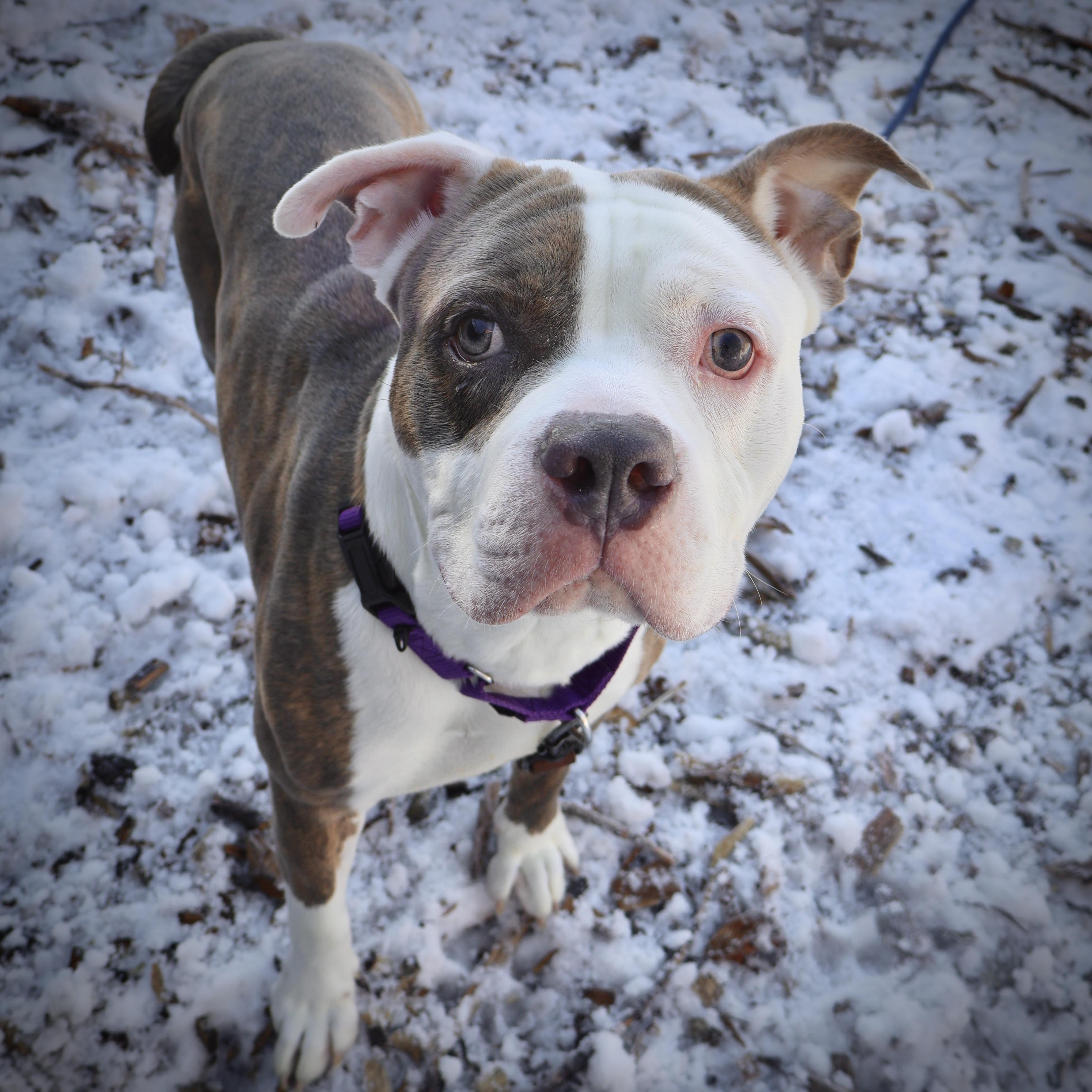 Mighty Mouse , a Adoptable American Staffordshire Terrier in Briarcliff Manor, NY image 4/5