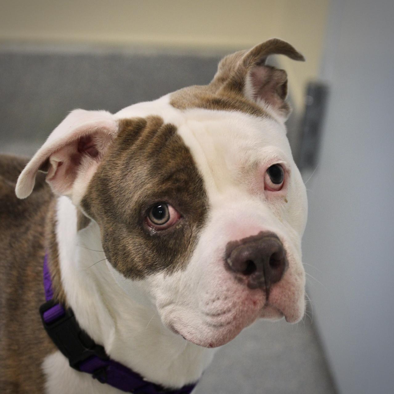 Mighty Mouse , a Adoptable American Staffordshire Terrier in Briarcliff Manor, NY image 5/5