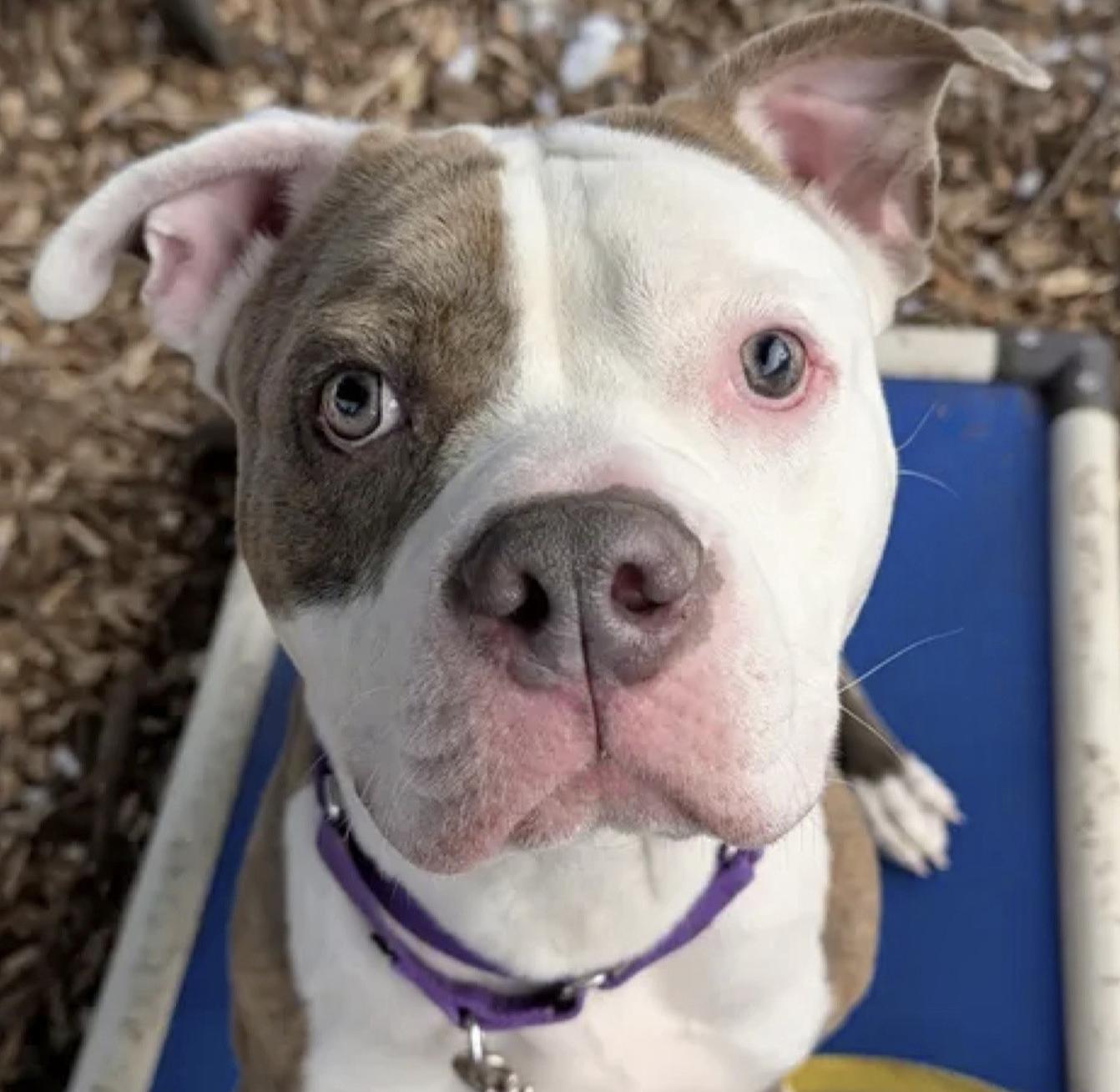 Mighty Mouse , a Adoptable American Staffordshire Terrier in Briarcliff Manor, NY image 1/5