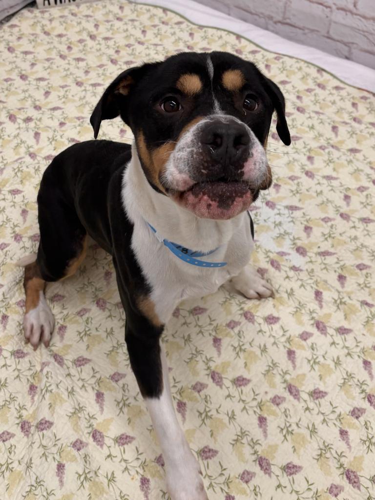 Ronaldo, Adoptable, Adult Male Mixed Breed.