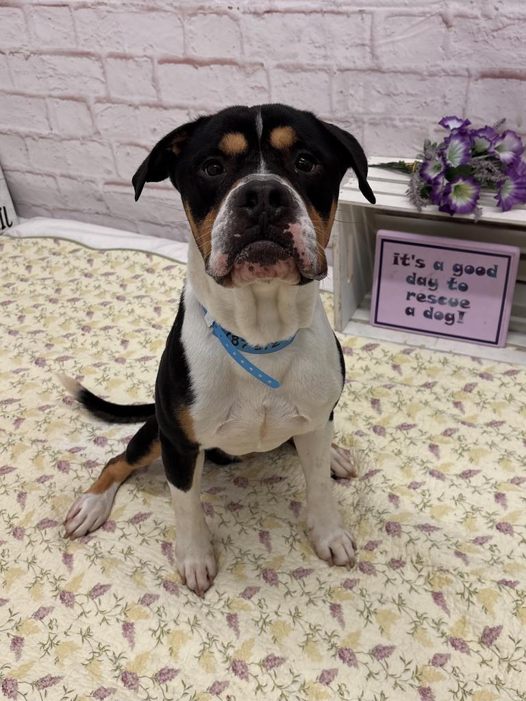 Enlarge Ronaldo, a Adoptable Mixed Breed in Detroit, MI image 2/6
