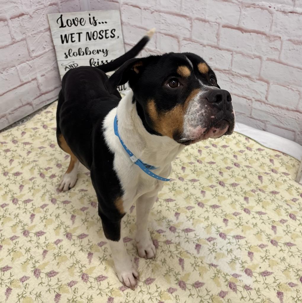 Enlarge Ronaldo, a Adoptable Mixed Breed in Detroit, MI image 3/6