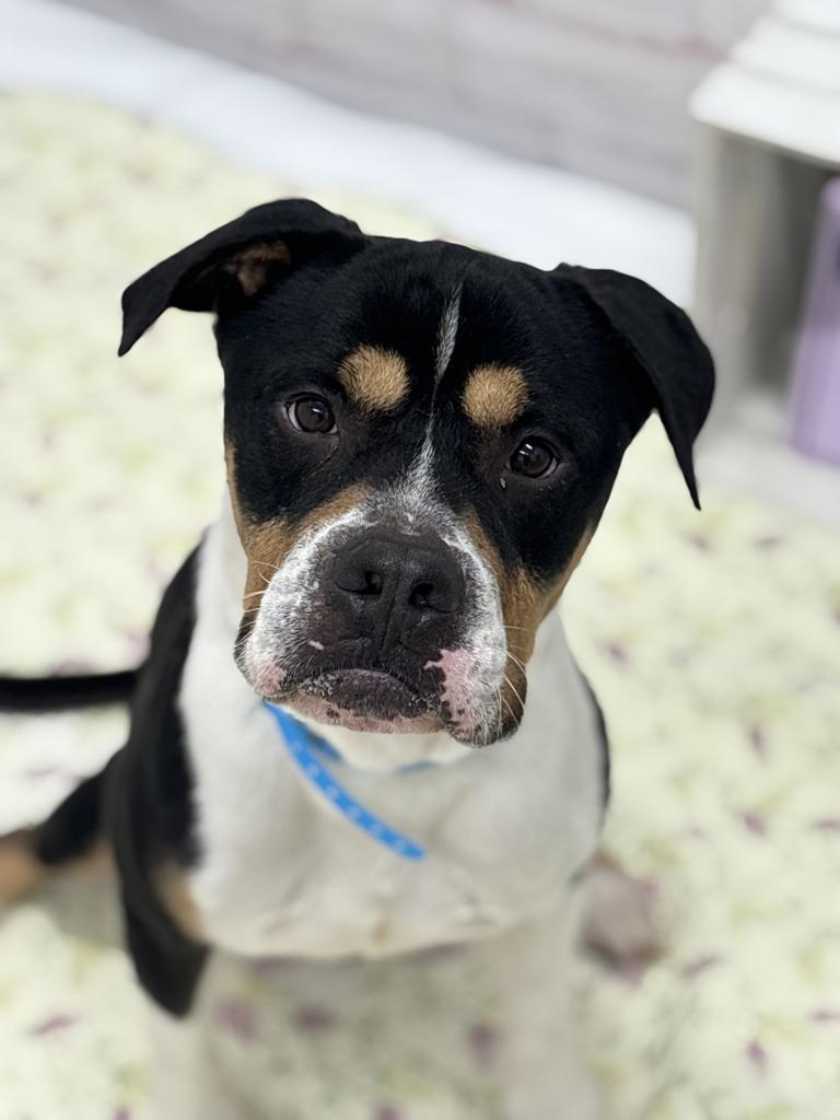 Enlarge Ronaldo, a Adoptable Mixed Breed in Detroit, MI image 4/6