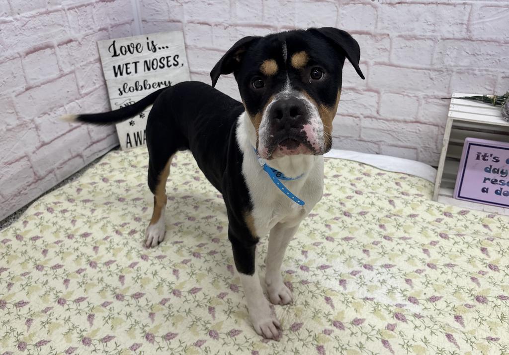 Enlarge Ronaldo, a Adoptable Mixed Breed in Detroit, MI image 5/6