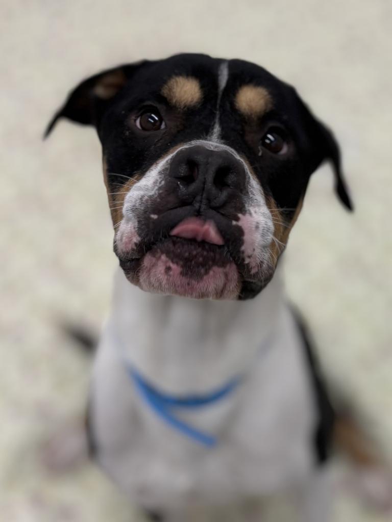 Enlarge Ronaldo, a Adoptable Mixed Breed in Detroit, MI image 6/6