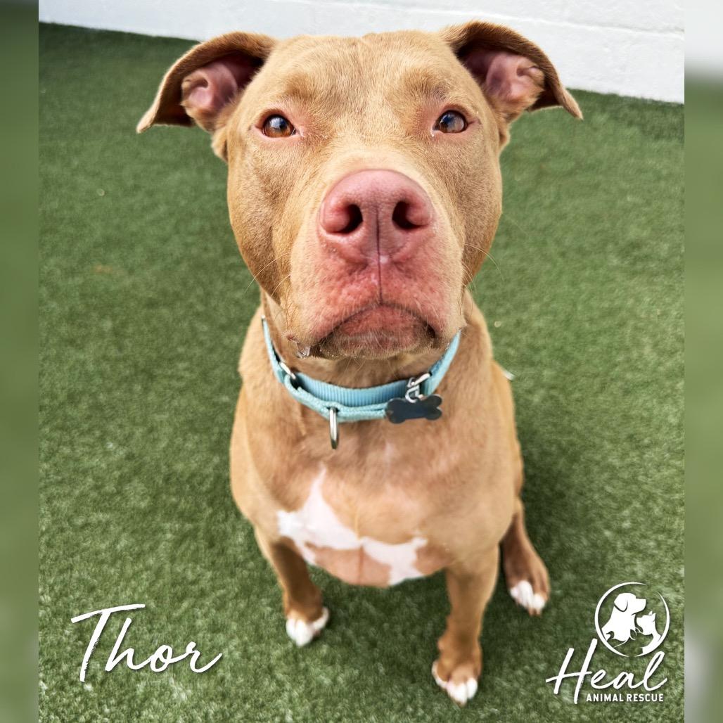 Thor, Adoptable, Adult Male Pit Bull Terrier.