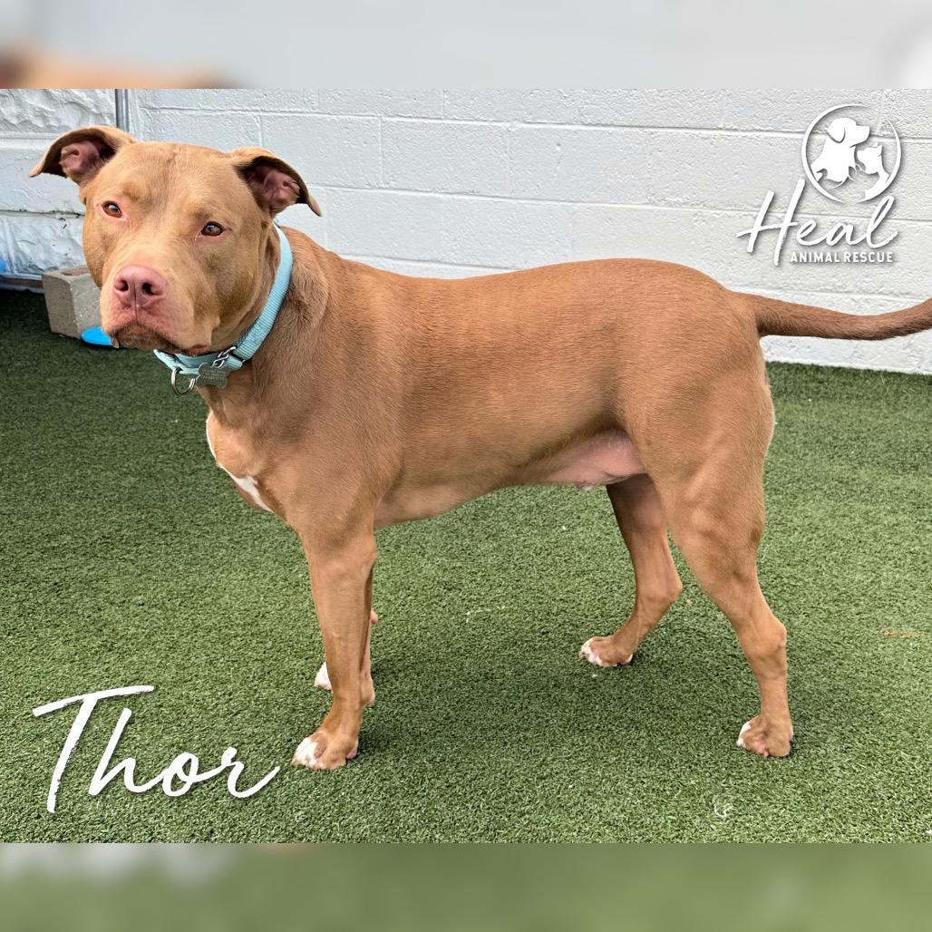 Enlarge Thor, a Adoptable Pit Bull Terrier in Youngwood, PA image 2/4
