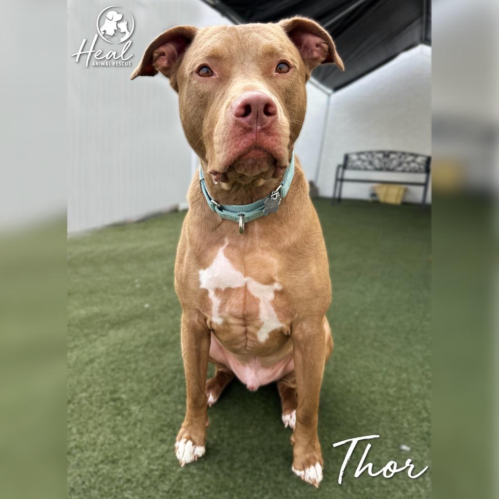 Enlarge Thor, a Adoptable Pit Bull Terrier in Youngwood, PA image 3/4