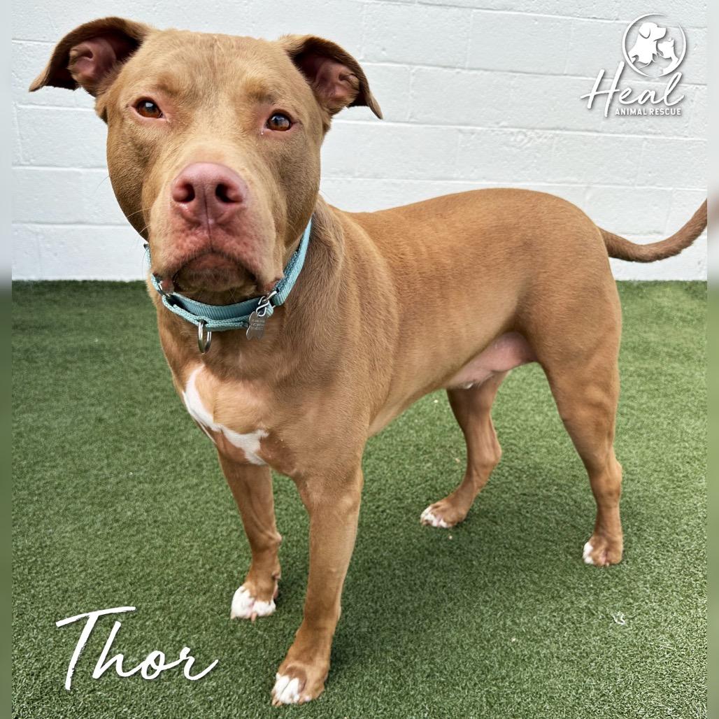 Enlarge Thor, a Adoptable Pit Bull Terrier in Youngwood, PA image 4/4
