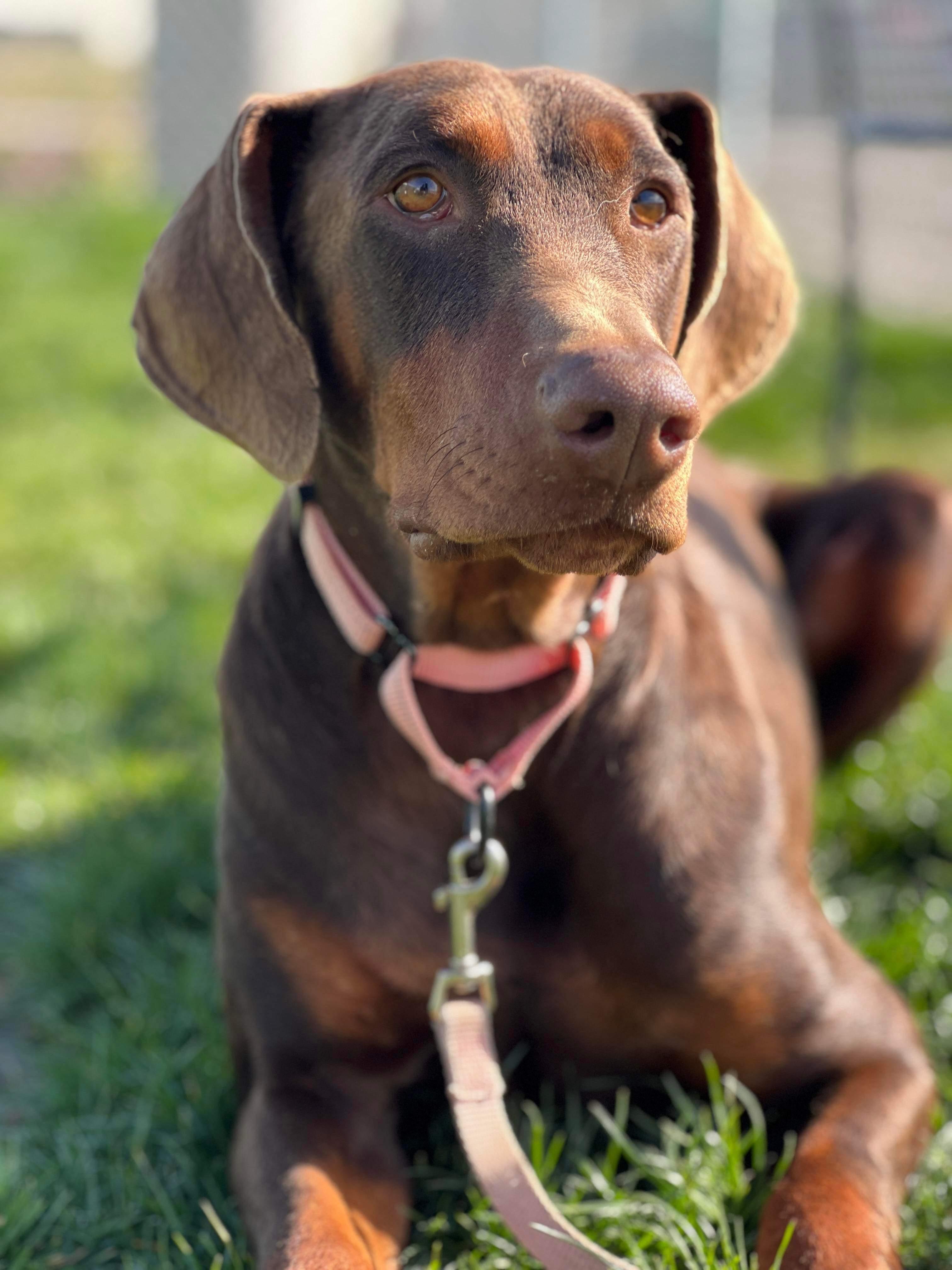 Frasier , ADOPTABLE, Adult Male Doberman Pinscher.