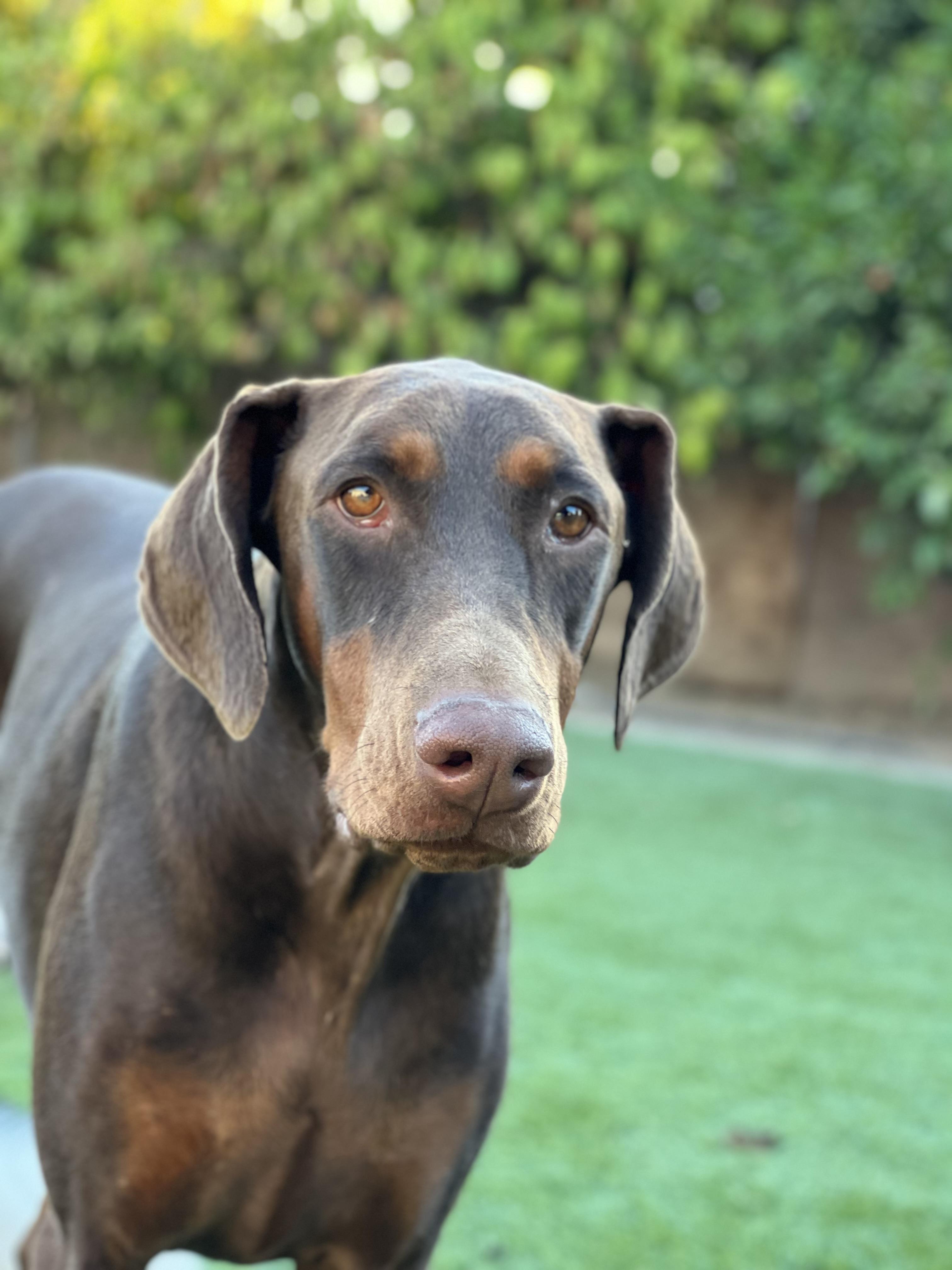Frasier , a ADOPTABLE Doberman Pinscher in Rough And Ready, CA image 3/5