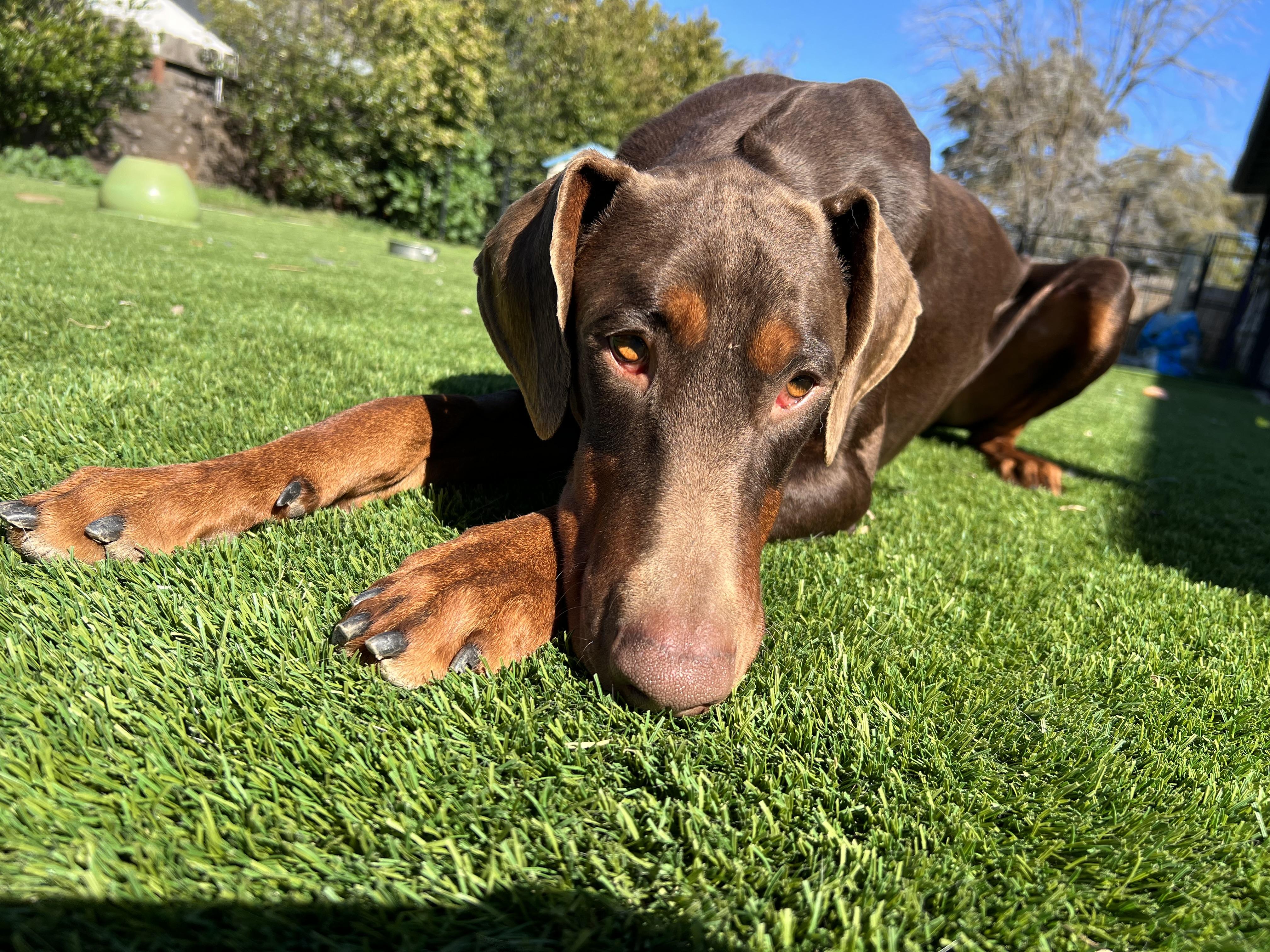 Frasier , a ADOPTABLE Doberman Pinscher in Rough And Ready, CA image 5/5