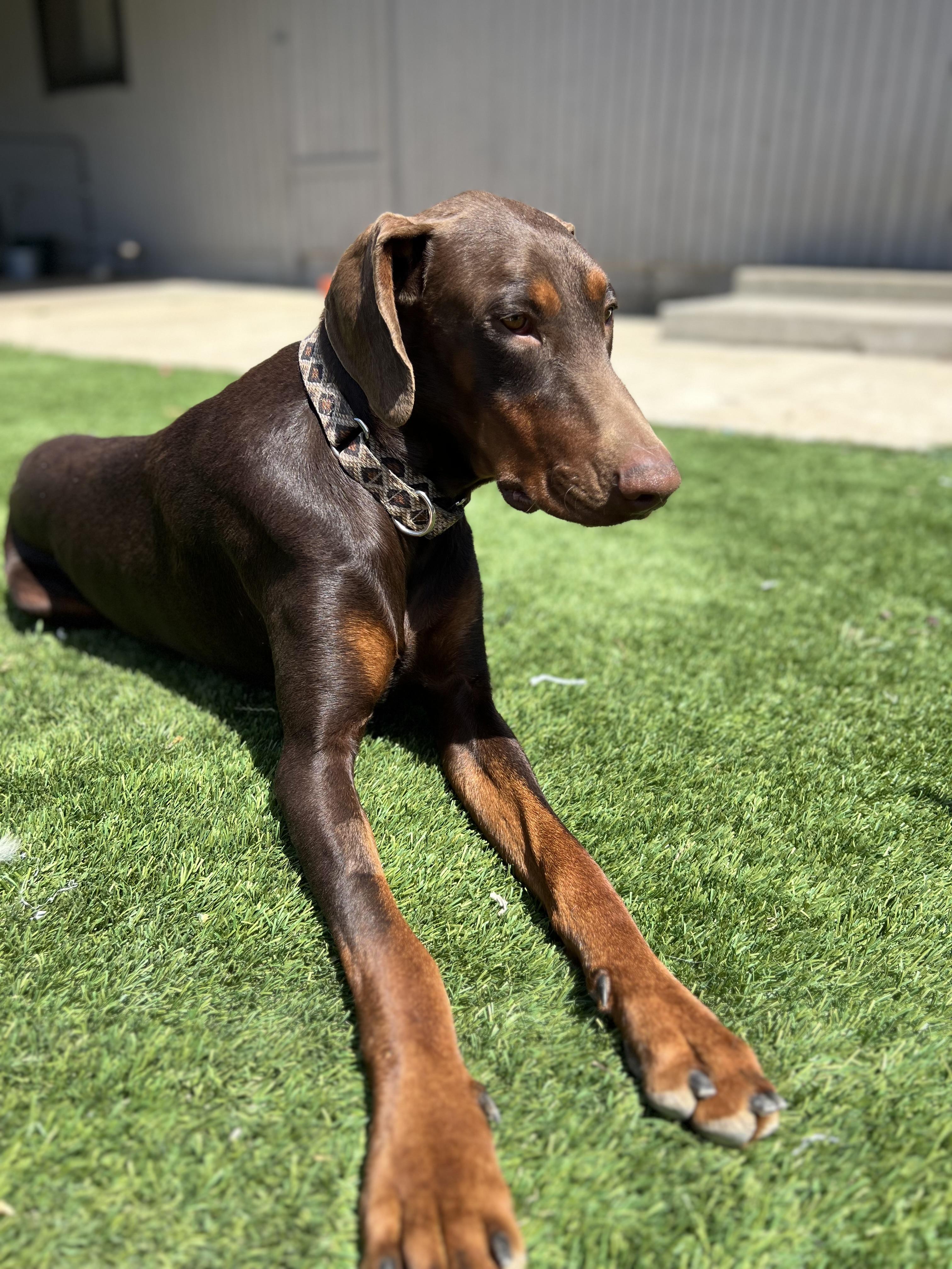 Frasier , a ADOPTABLE Doberman Pinscher in Rough And Ready, CA image 4/5