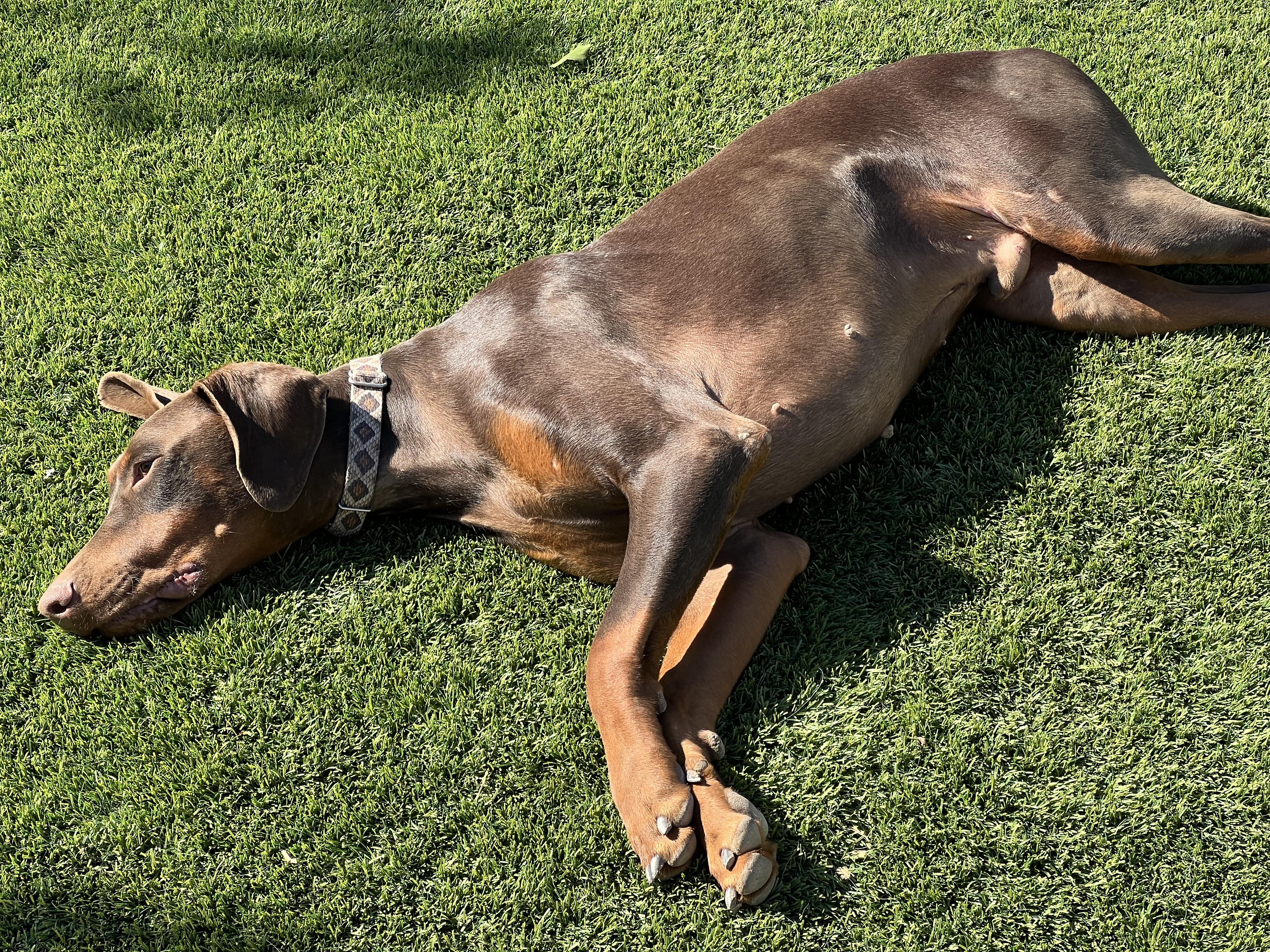 Frasier , a ADOPTABLE Doberman Pinscher in Rough And Ready, CA image 2/5