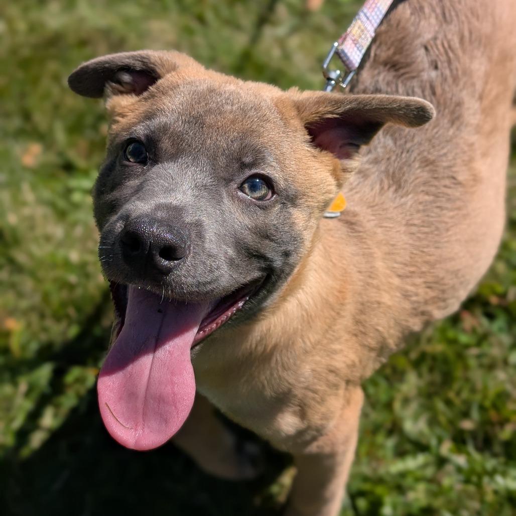 Enlarge Samantha, a Adoptable Mixed Breed in Thomaston, ME image 1/2