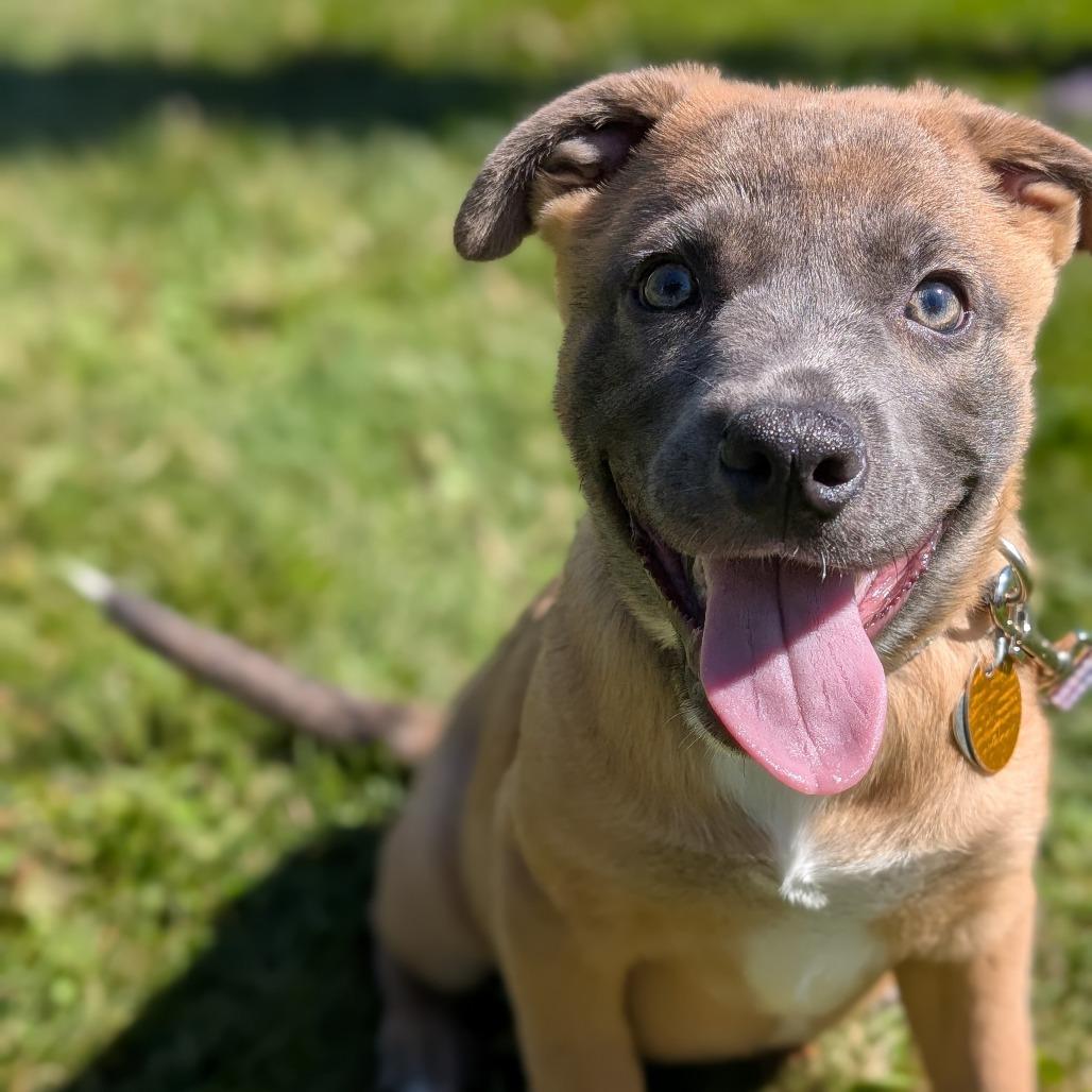 Enlarge Samantha, a Adoptable Mixed Breed in Thomaston, ME image 2/2