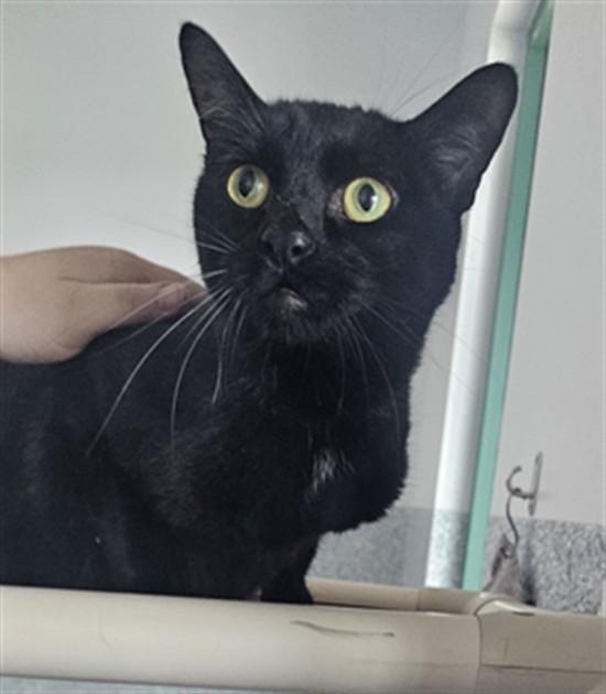 GERALT, Adoptable, Adult Male Domestic Short Hair.