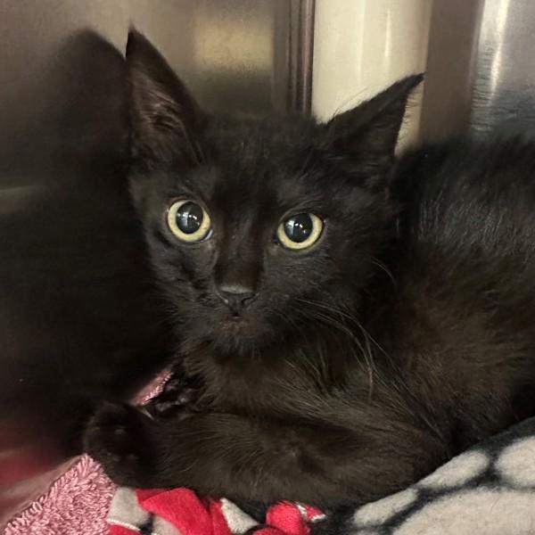 Enlarge Paul Reed Smith, a Adoptable mixed breed in Walnut Creek, CA image 1/1