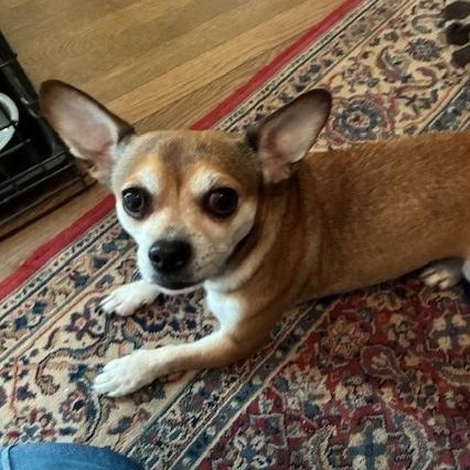 Enlarge Max, a ADOPTABLE Chihuahua in McDonough, GA image 4/5