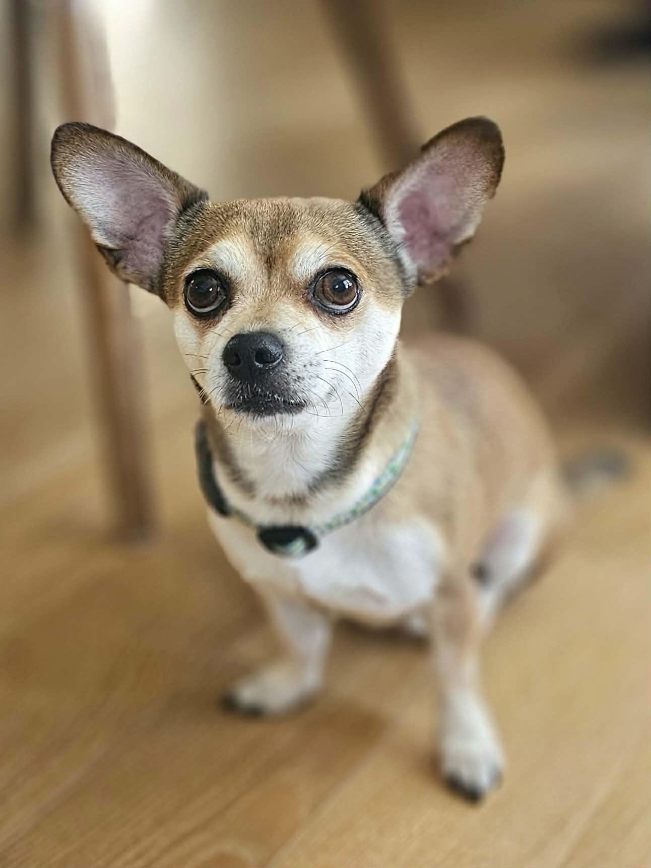 Enlarge Max, a ADOPTABLE Chihuahua in McDonough, GA image 3/5